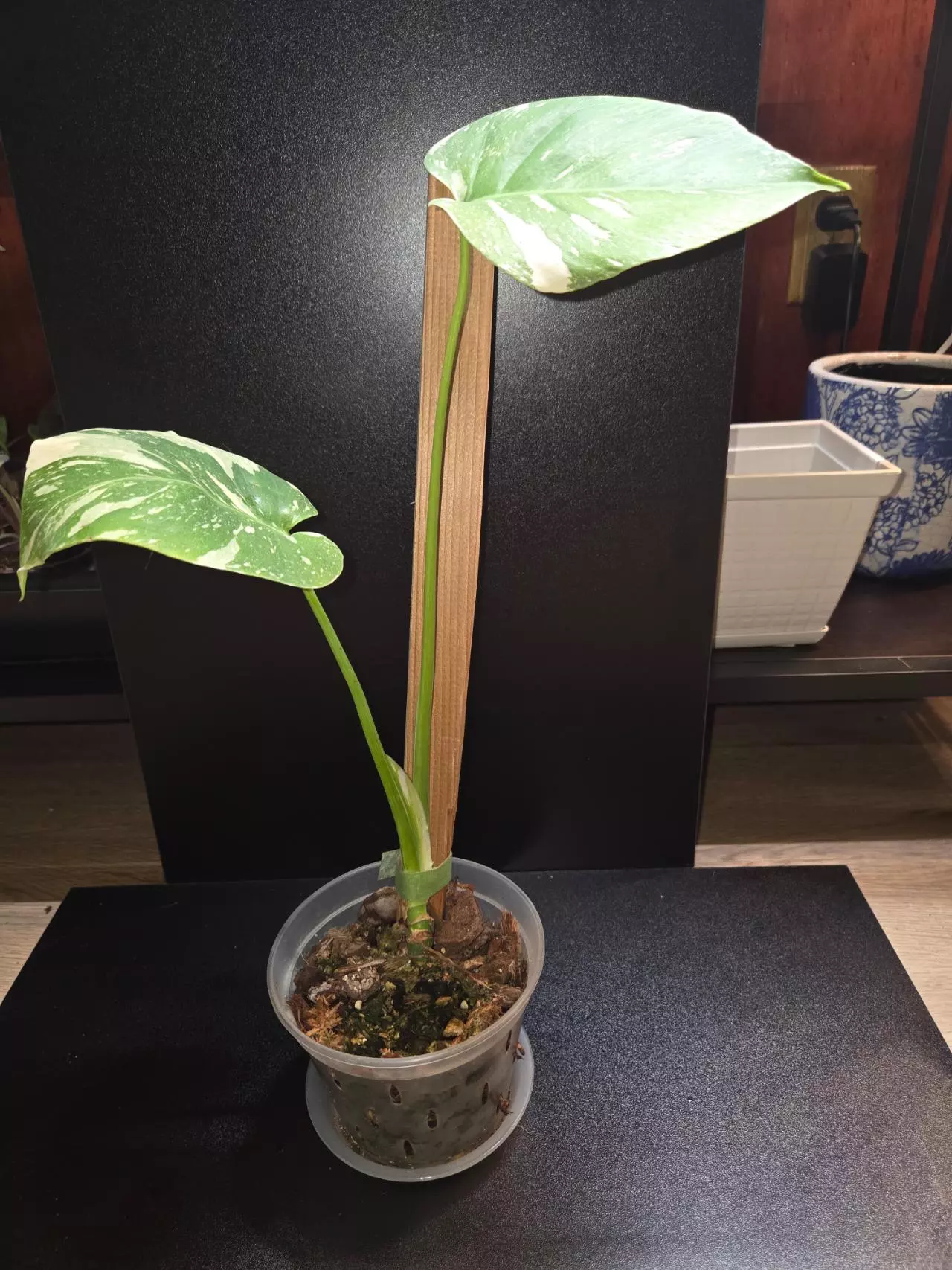 plant/Monstera Thai Constellation-1