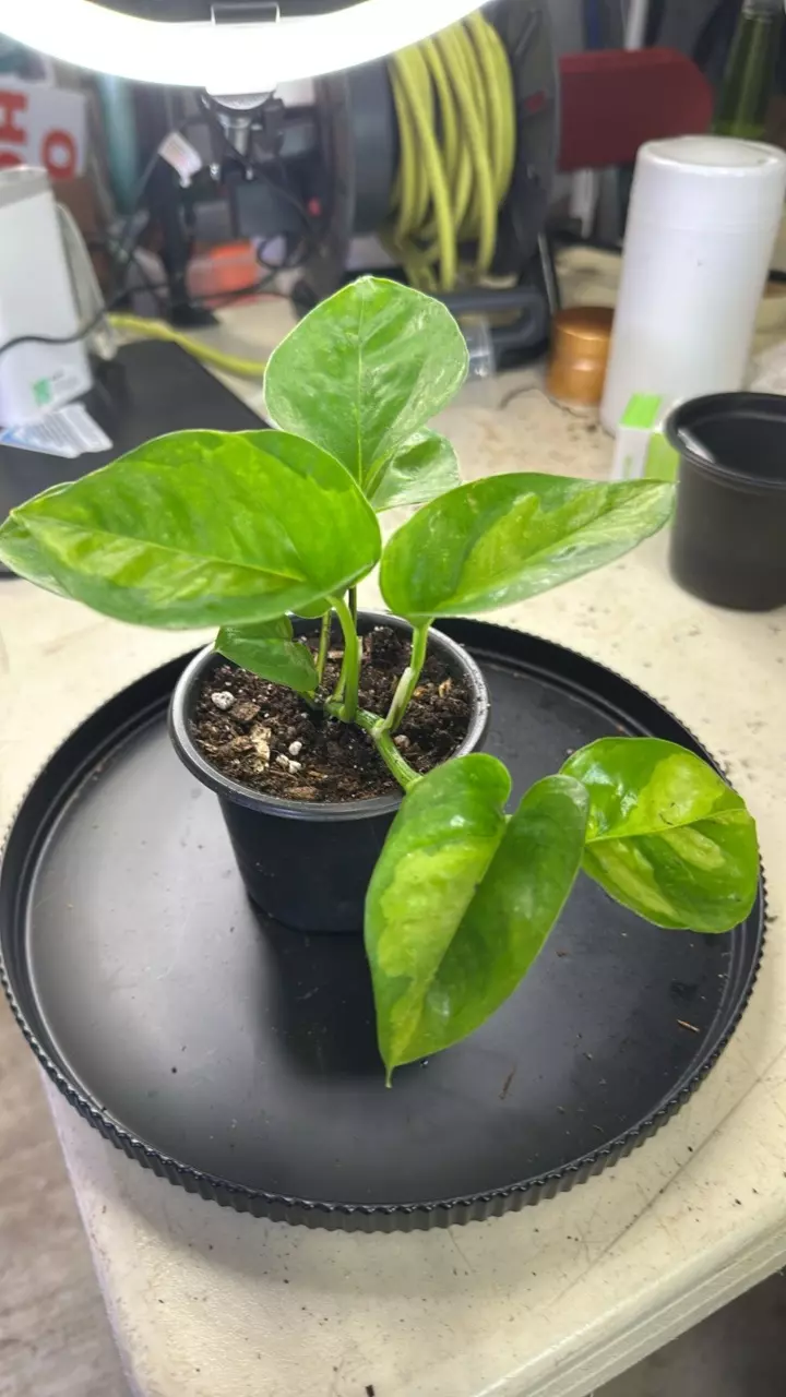 plant/Global green pothos-0