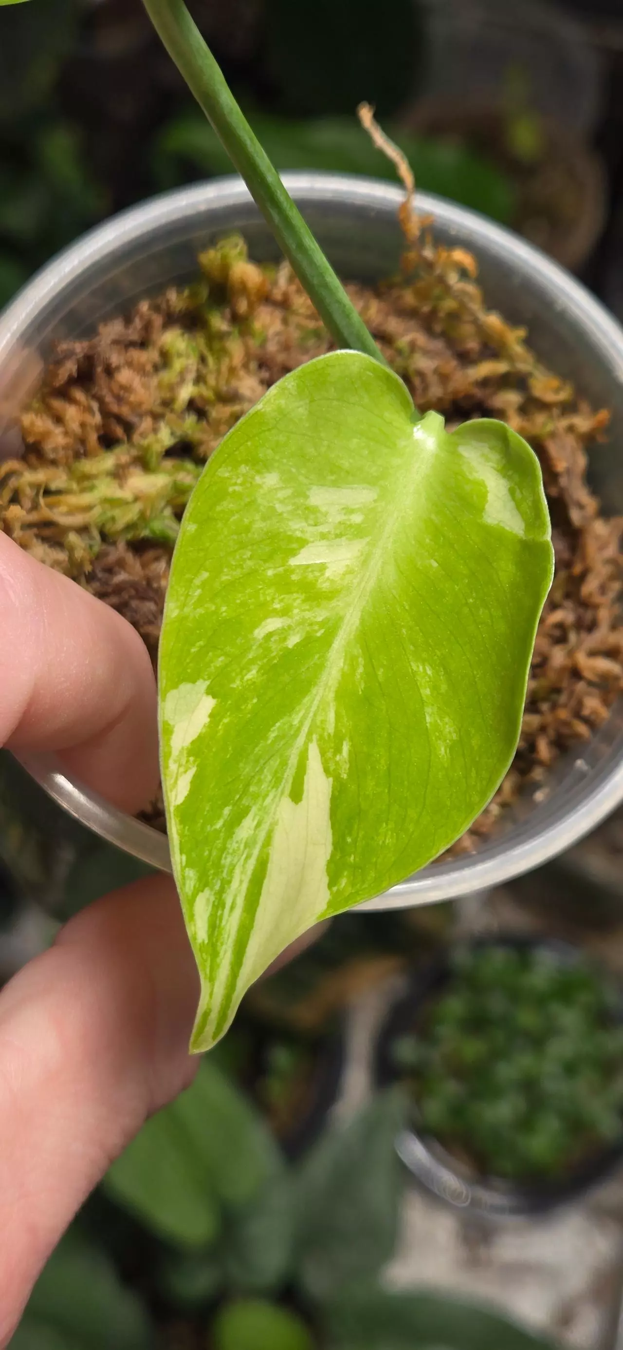 plant/Large Form Albo/Mint (SPORT)-0