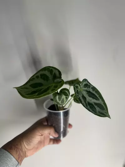 plant/Anthurium silver blush-2-thumbnail