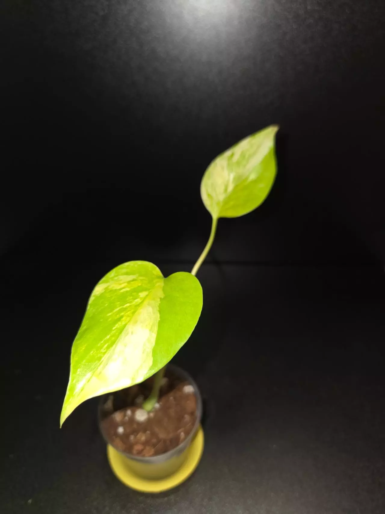 plant/Yellow Marilyn-1