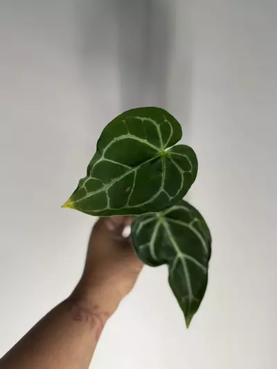 plant/Anthurium NOID-2-thumbnail