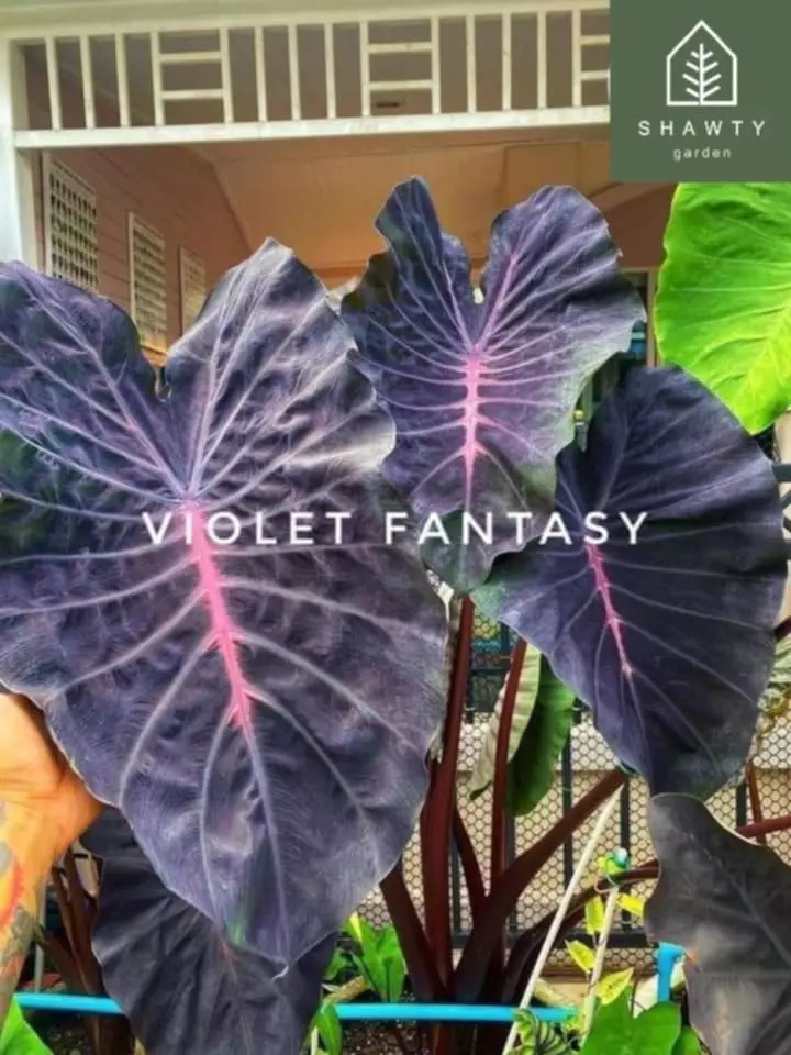plant/Colocasia Violet Fantasy in 4” pot-0