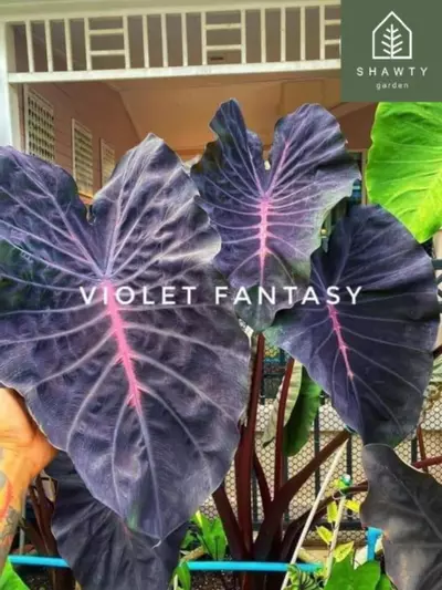 plant/Colocasia Violet Fantasy in 4” pot-0-thumbnail