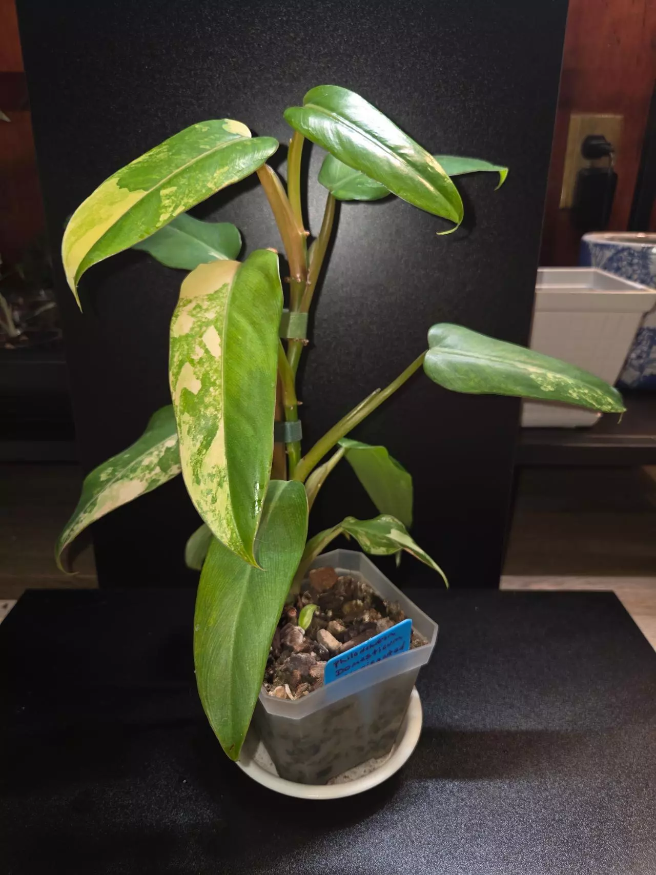 plant/Domesticum Variegated-1
