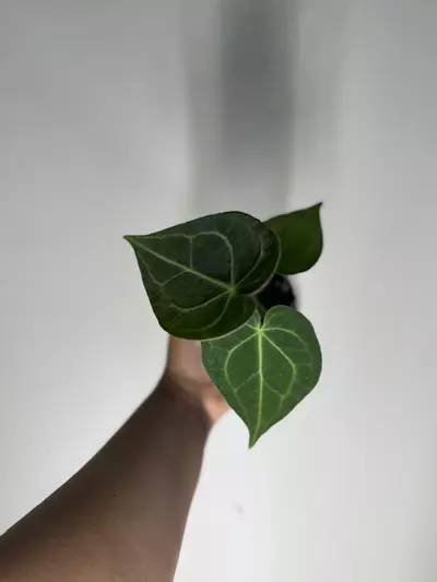 plant/Anthurium Clarinervium Dark form-4-thumbnail