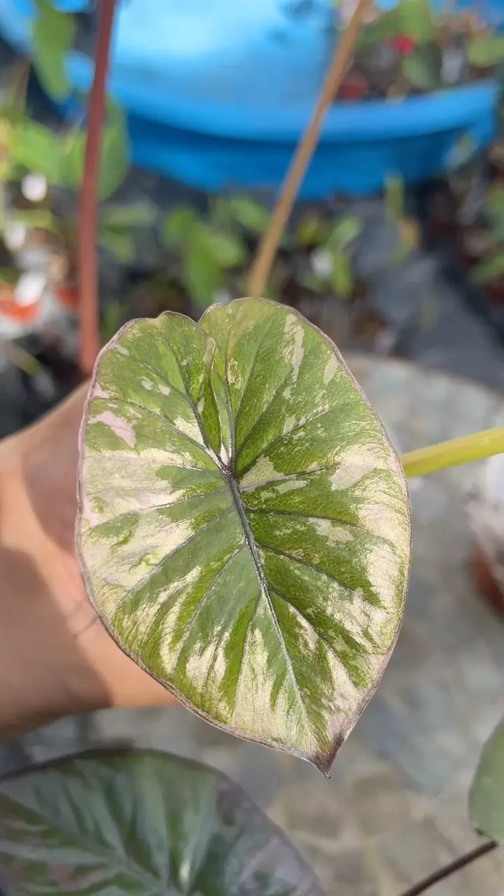 plant/Pink Variegated Alocasia Serendipity-1