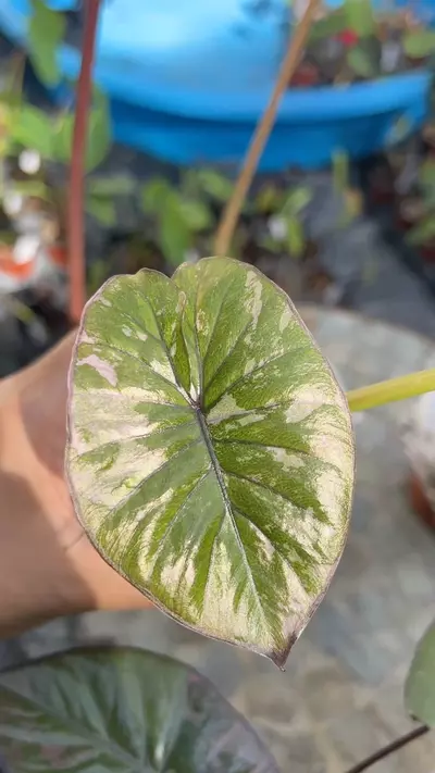 plant/Pink Variegated Alocasia Serendipity-1-thumbnail