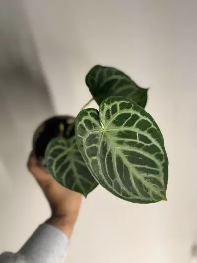 plant/Anthurium silver blush-2-thumbnail