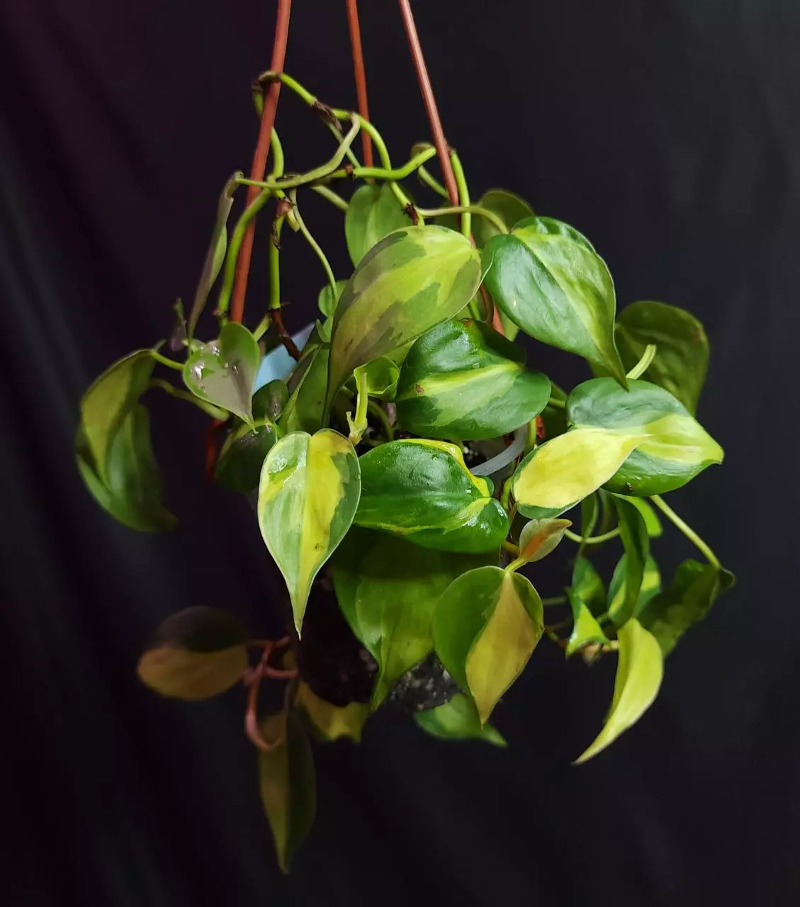 plant/Philodendron Brazil-0