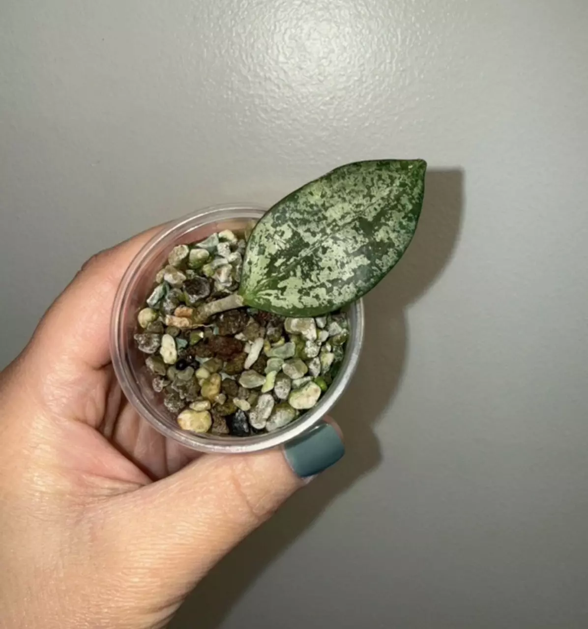 plant/Hoya ‘Queen Elizabeth II’-0