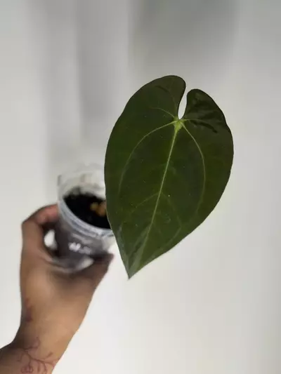 plant/Anthurium Pap X Dark AOS-1-thumbnail