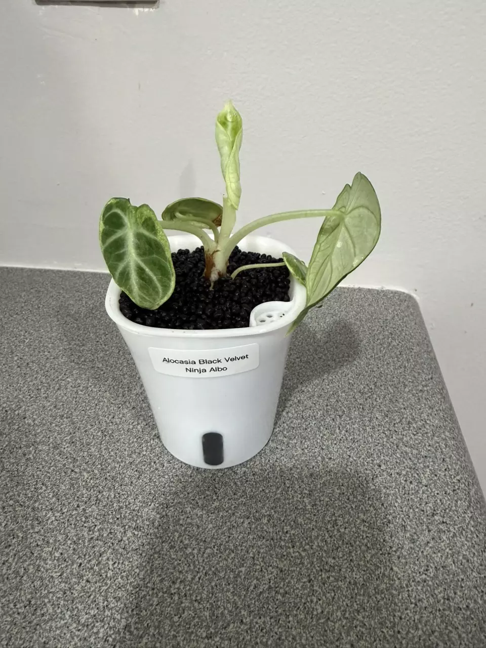 plant/Alocasia Black Velvet Ninja Albo-0
