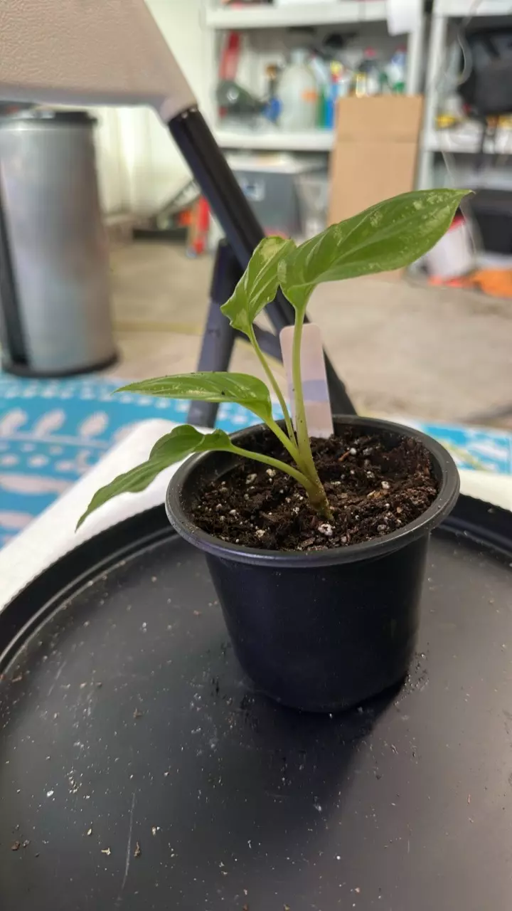 plant/Black bat flower tacca chantieri-1