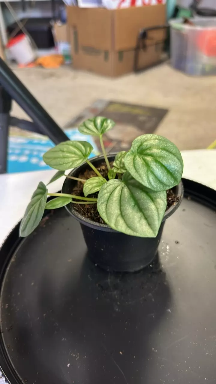 plant/Frost moonlight peperomia-1