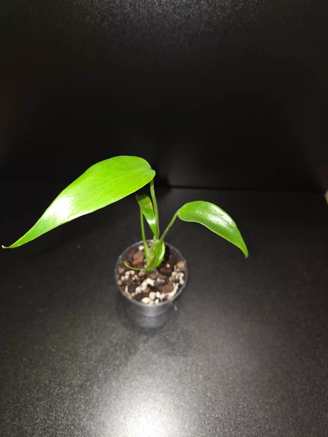 plant/Monstera Burle Marx Flame-0