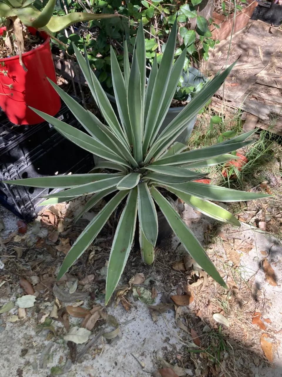 plant/Variegated Agave angustifolia-1