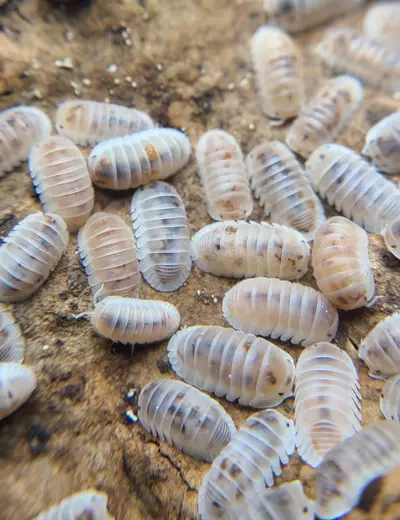 plant/Cubaris murina "Pearls" 12ct isopods-0-thumbnail