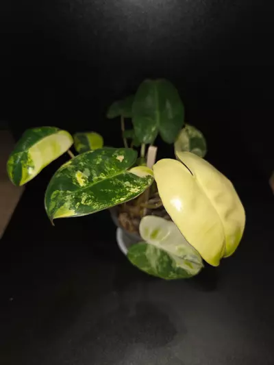 plant/Burle Marx Philodendron Variegated-2-thumbnail