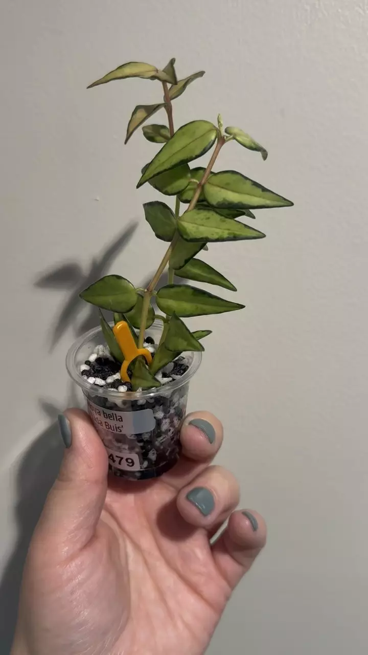plant/Hoya bella ‘Lida Buís’-1