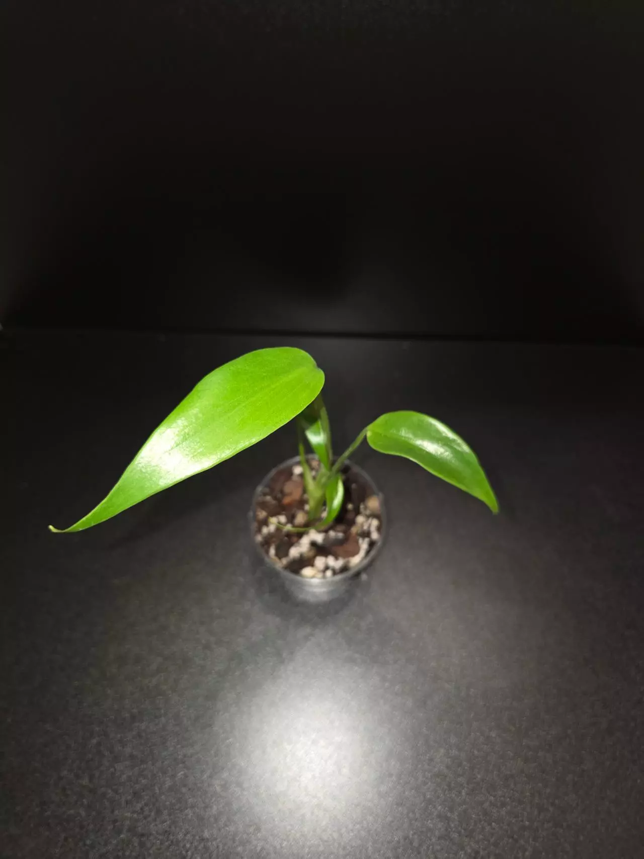 plant/Monstera Burle Marx Flame-1