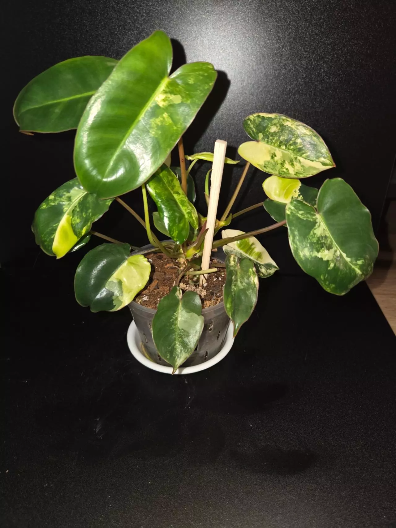plant/Burle Marx Variegated Philodendron-0