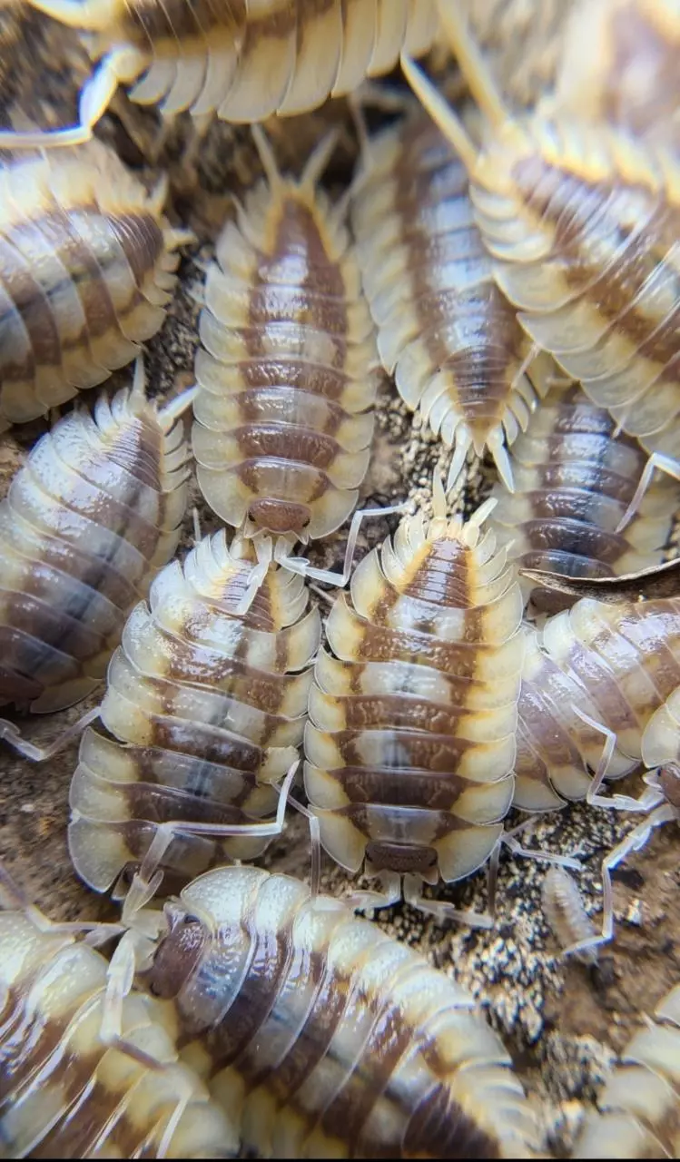 plant/Porcellio Expansus "Autumnal Equenox" 12ct Isopods-0