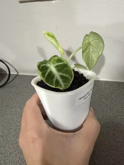 plant/Alocasia Black Velvet Ninja Albo-3-thumbnail