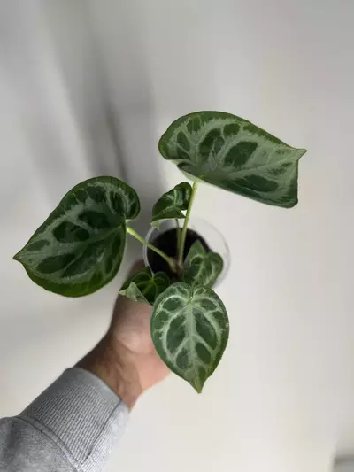 plant/Anthurium silver blush-4-thumbnail