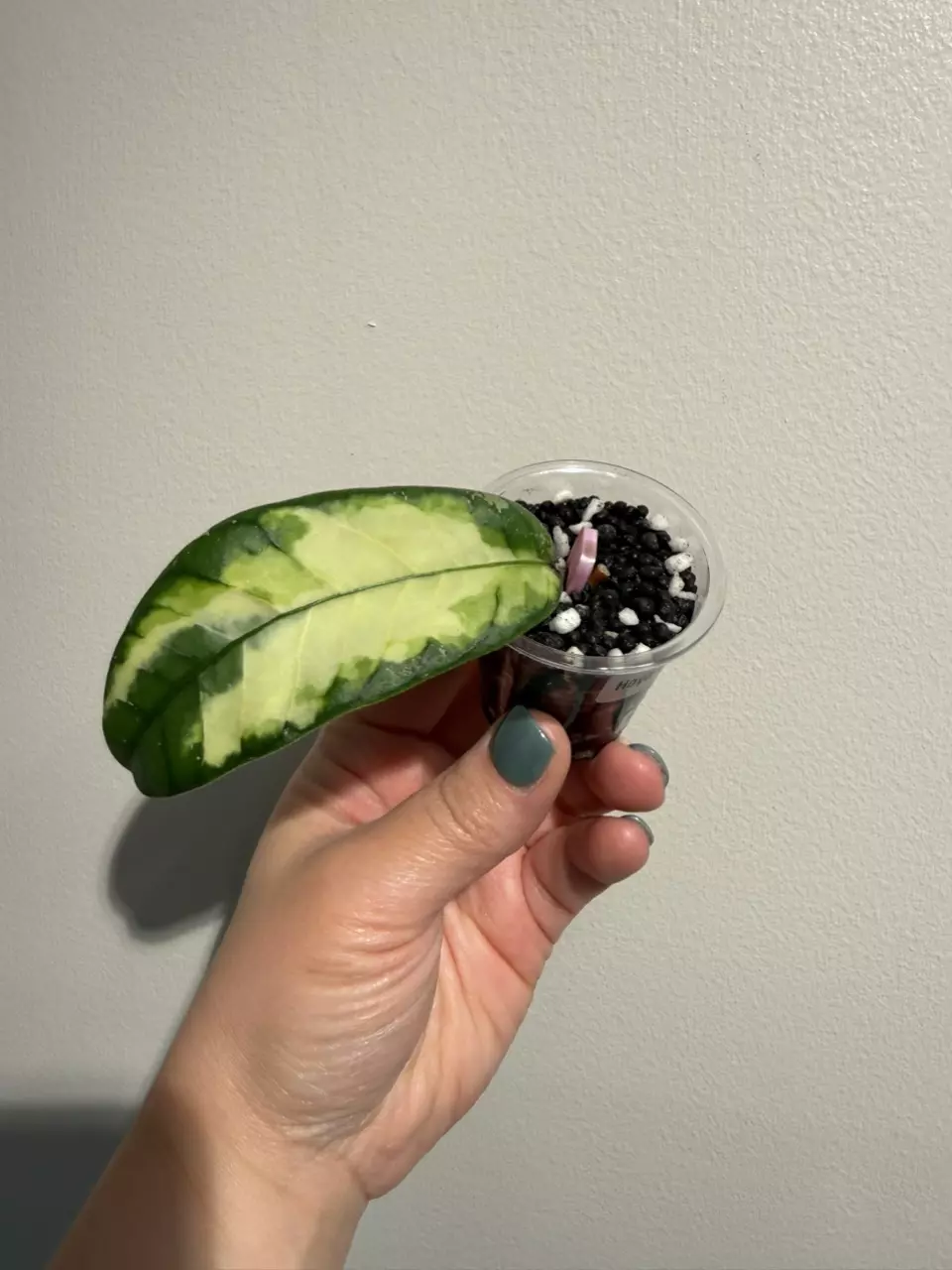 plant/Hoya ‘Ladia Galaska’-0