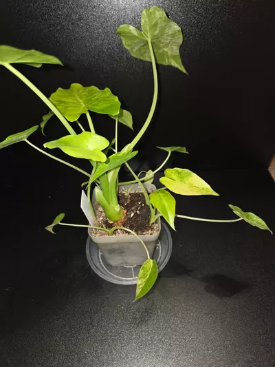 plant/Alocasia Gageana Aurea +5 pups!-2-thumbnail