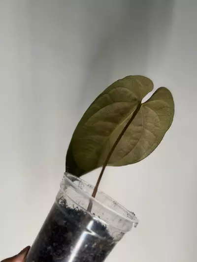 plant/Anthurium Pap X Dark AOS-4-thumbnail