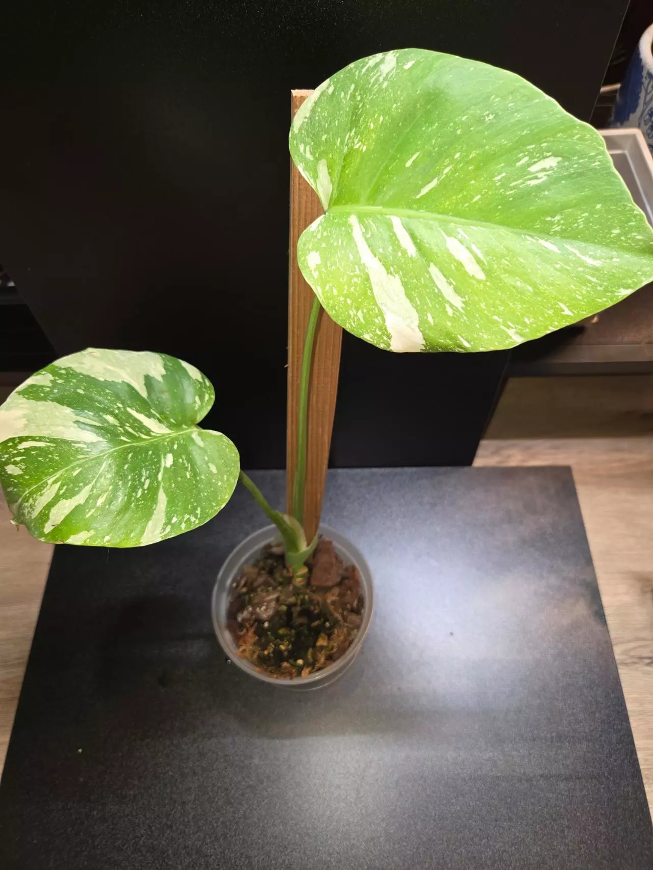 plant/Monstera Thai Constellation-0