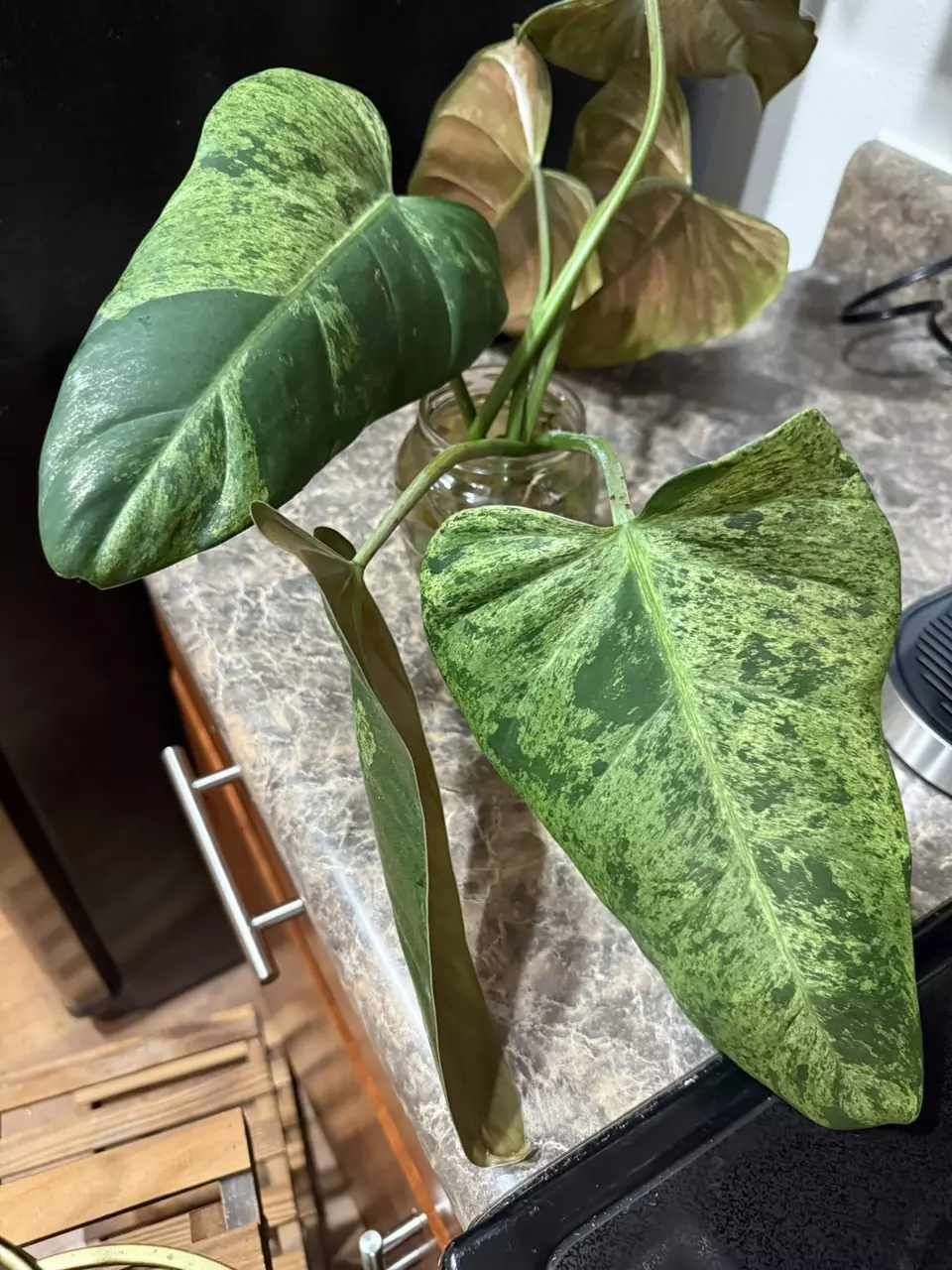 plant/Philodendron Whipple Way Mint - one leaf rooted cutting-0