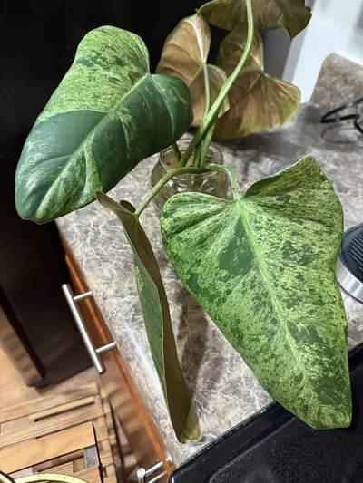 plant/Philodendron Whipple Way Mint - one leaf rooted cutting-0-thumbnail