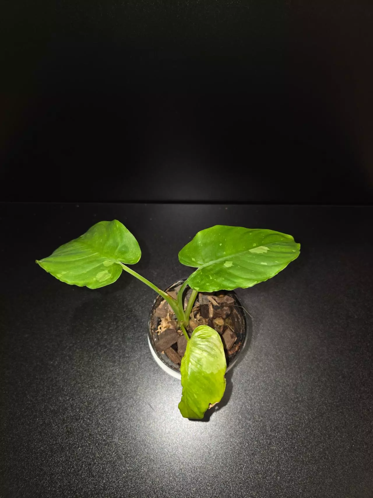 plant/Homalomena Java Variegated-2