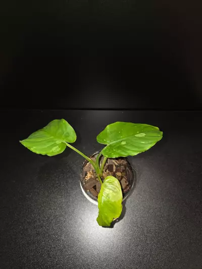 plant/Homalomena Java Variegated-2-thumbnail