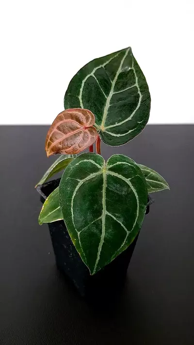 plant/A32 Black Widow x Michelle Anthurium BWM-0-thumbnail