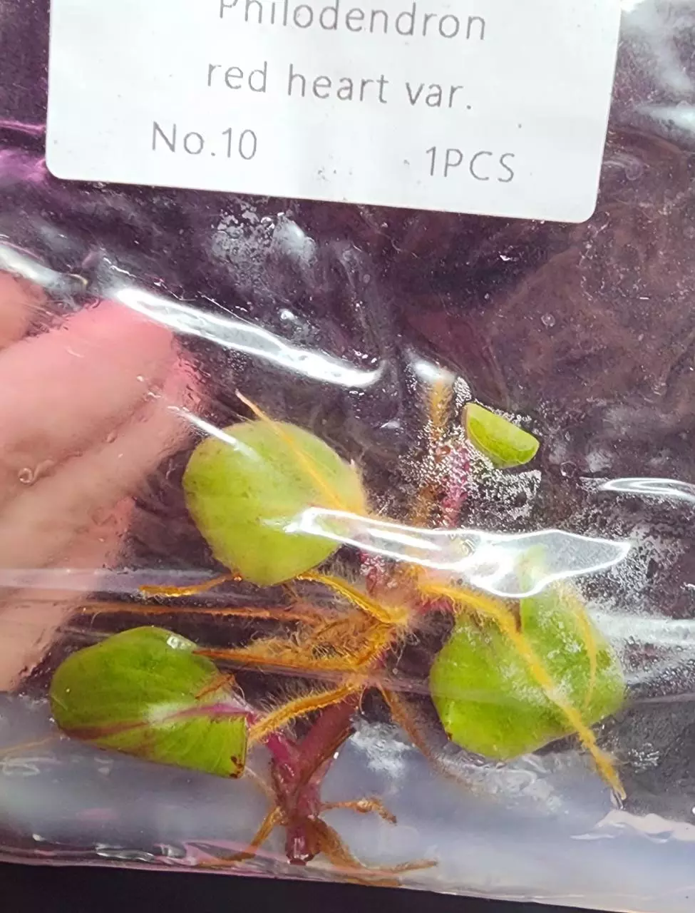 plant/Variegated Red Heart Philodendron TC-0