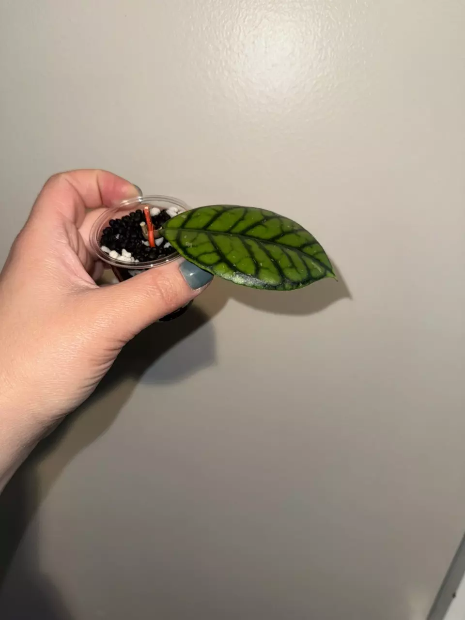plant/Hoya ‘Chibi’-1