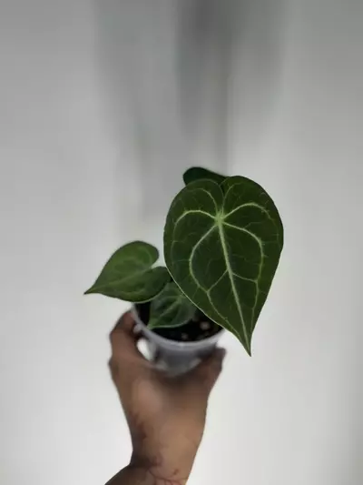 plant/Anthurium Clarinervium Dark form-1-thumbnail