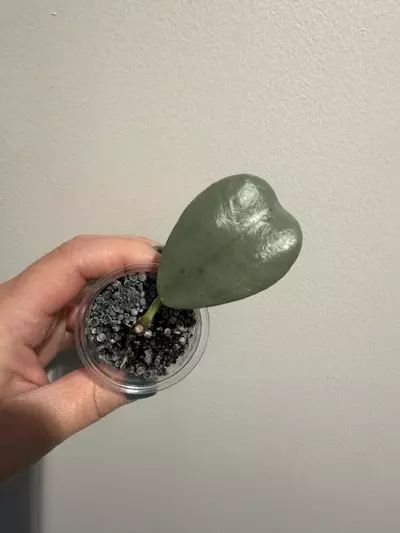 plant/Hoya Chiang Dao silver-0-thumbnail