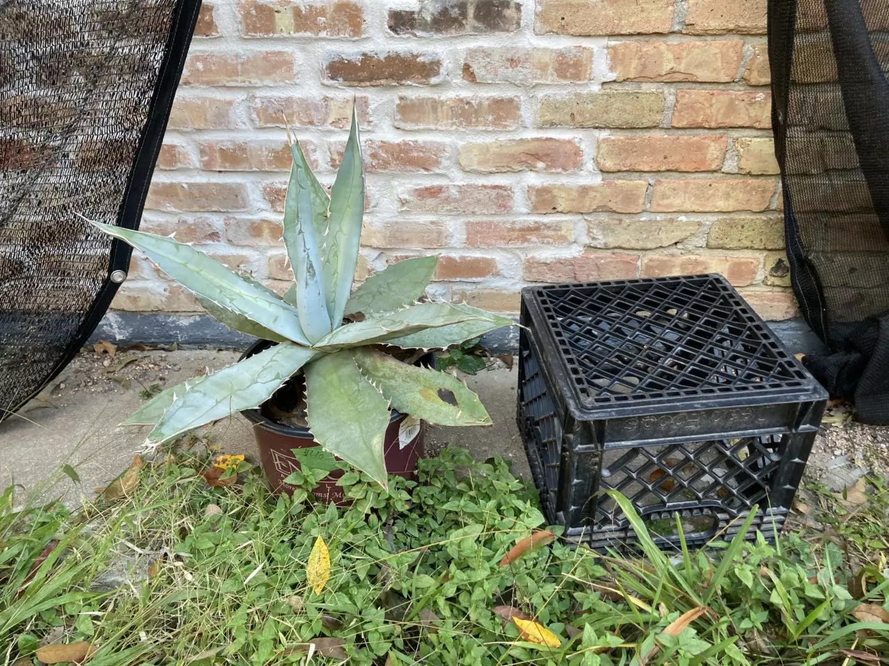 plant/Agave titanota variety-0