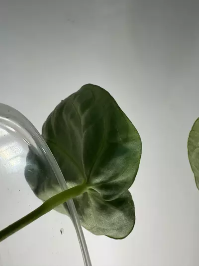 plant/Anthurium NOID-3-thumbnail