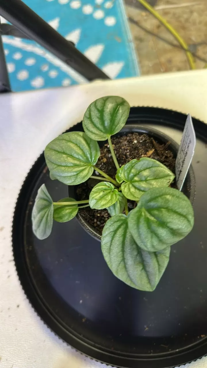plant/Frost moonlight peperomia-0