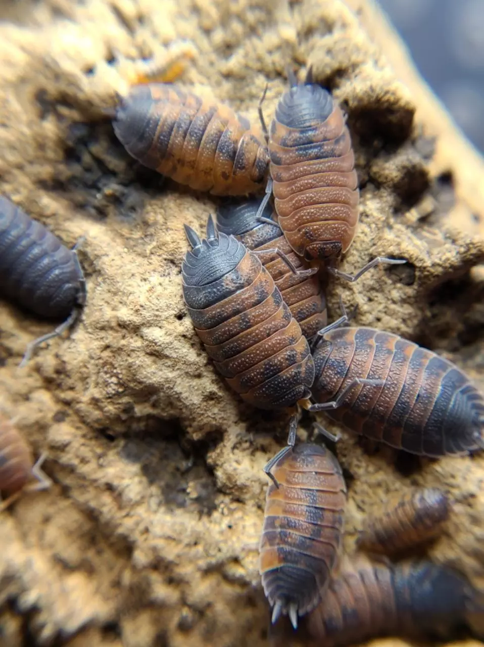 plant/Porcellio scaber "Lavas" 12ct isopods-4