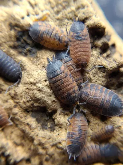 plant/Porcellio scaber "Lavas" 12ct isopods-4-thumbnail