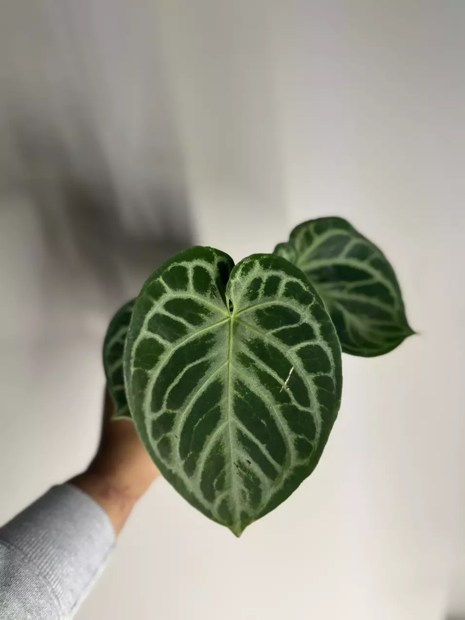 plant/Anthurium silver blush-0