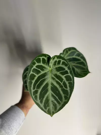 plant/Anthurium silver blush-0-thumbnail