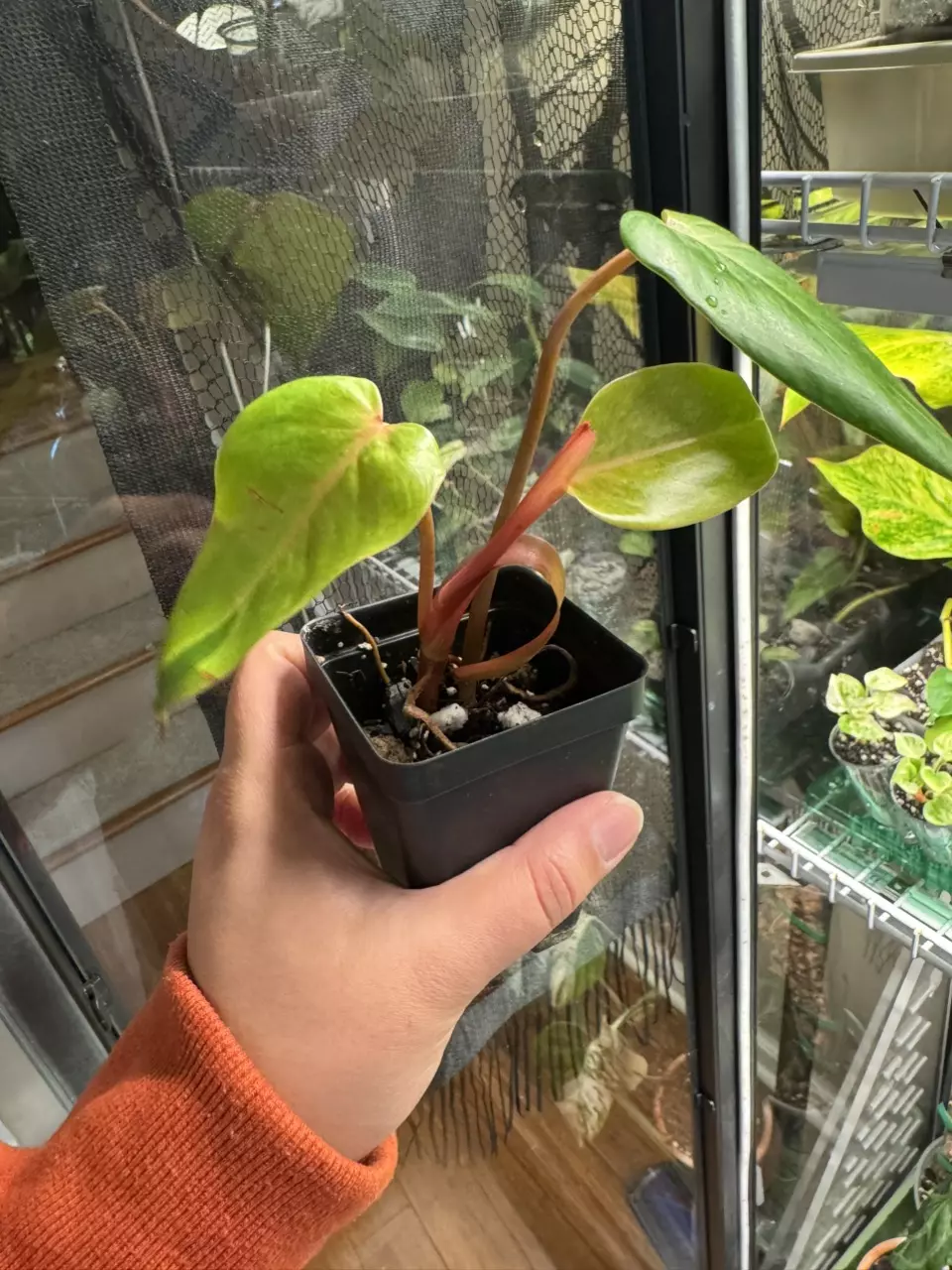 plant/Painted Lady Philodendron - Top Cut-0